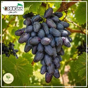 درخت انگور موندراپ
