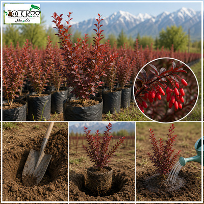 بهترین نهال زرشک سردسیری+ بررسی ارقام مقاوم به سرما