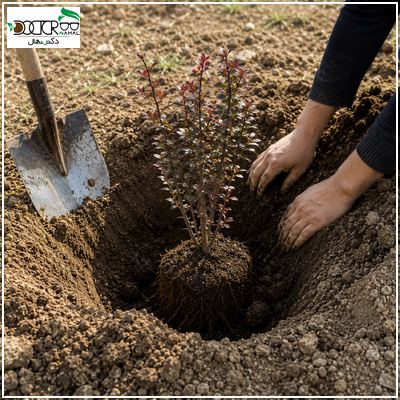 کاشت نهال زرشک: (اصولی ترین روش کاشت درخت زرشک)