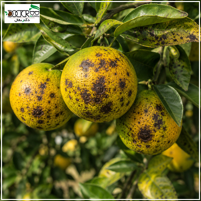 لکه سیاه مرکبات چیست؟(برسی علائم + پیشگیری تا درمان)