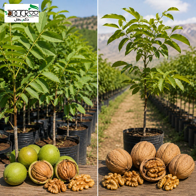 مقایسه گردو چندلر و ژنوتیپ