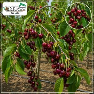 البالو گوشواره ای