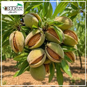 درخت بادام دیمی