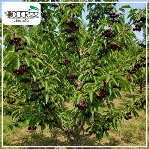 درخت گیلاس خوشه ای