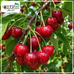 نهال گیلاس تکدانه قرمز