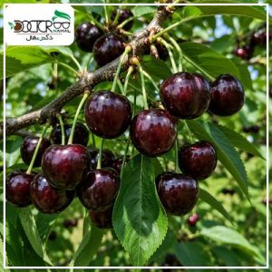 درخت گیلاس سیاه