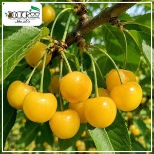 درخت گیلاس زرد