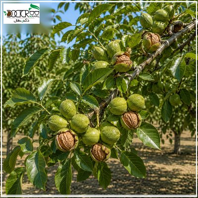 تشخیص نهال گردو فرنور