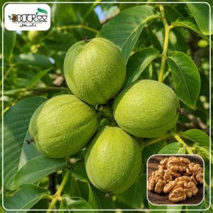 درخت گردو کانادایی