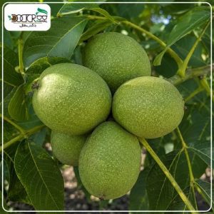 درخت گردو چندلر پیوندی