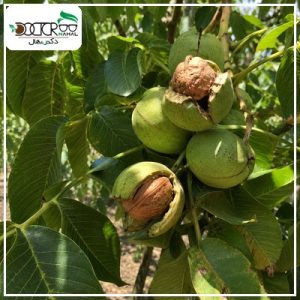 درخت گردو اسرائیلی