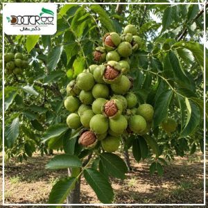 درخت گردو خوشه ای