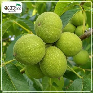 نهال گردو پدرو