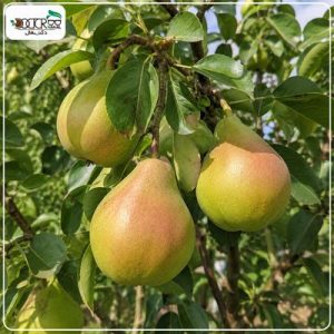 درخت گلابی شاه میوه