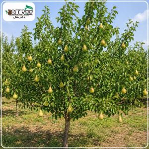 درخت گلابی دوشیز