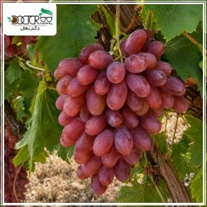 درخت انگور جوین
