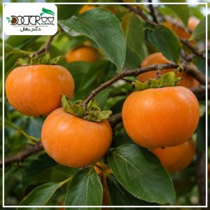 نهال خرمالو سیبی