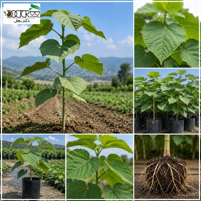 قیمت نهال یکساله پالونیا