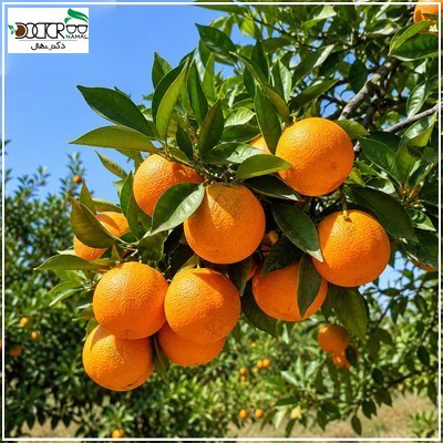 آشنایی با بهترین نهال پرتقال سردسیری و مقاوم