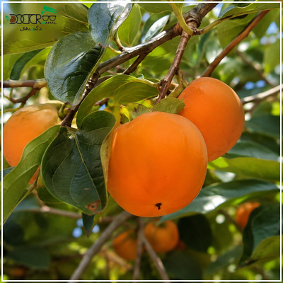 بهترین نهال خرمالو سردسیری+ گونه های مقاوم سرما