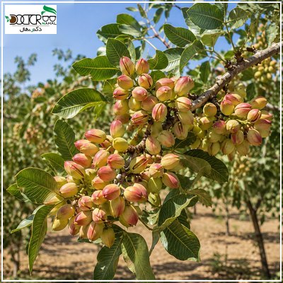 آشنایی با بهترین نهال پسته سردسیری+زمان باردهی