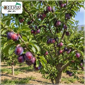 نهال الو کالیفرنیا