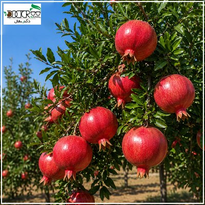 بهترین نهال انار سردسیری(کاشت، پرورش و نگهداری)