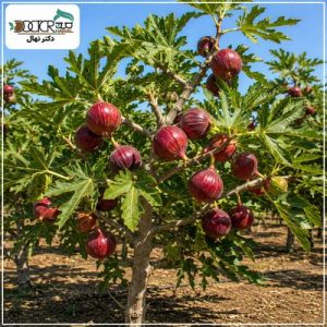 درخت انجیر قرمز