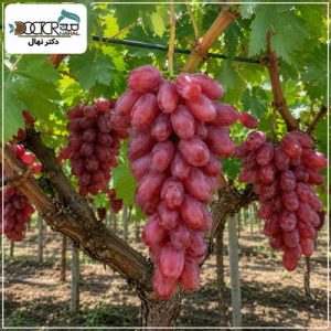 درخت انگور قرمز بیدانه