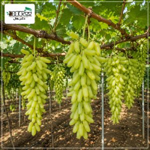 نهال انگور ریش بابا
