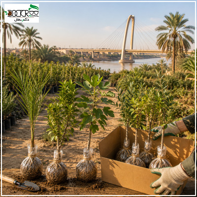 خرید نهال در اهواز؛راهنمای جامع انتخاب بهترین نهال