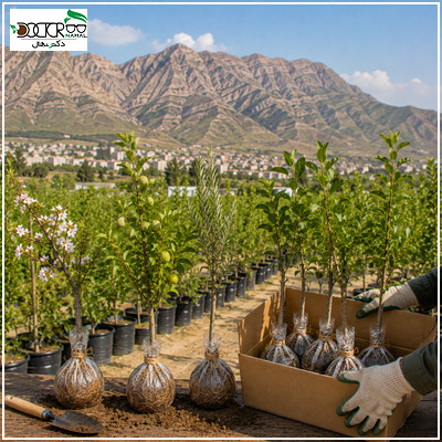 خرید نهال در ایلام؛ آغاز یک سرمایه‌گذاری سبز