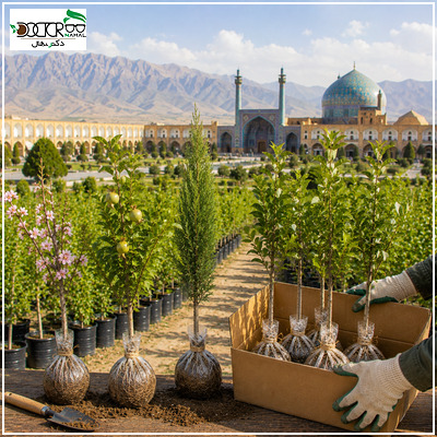 خرید نهال در اصفهان؛ راهنمای انتخاب و کاشت انواع نهال