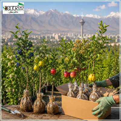خرید نهال از جهاد کشاورزی تهران