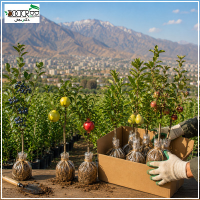 خرید نهال از جهاد کشاورزی کرج