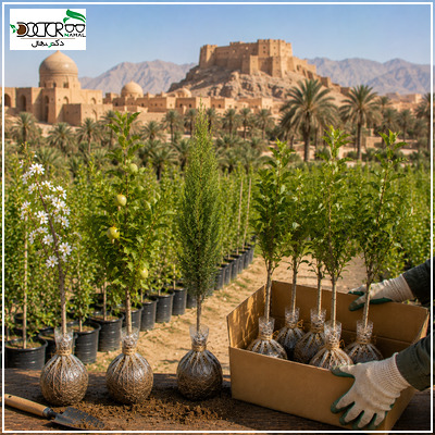 خرید نهال در کرمان؛راهنمای جامع انتخاب بهترین نهال ها