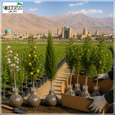خرید نهال در سمنان؛ راهنمای انتخاب و کاشت بهترین نهال