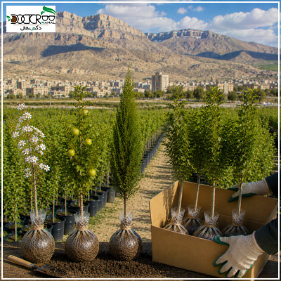 خرید نهال در شهرکرد؛ راهنمای انتخاب و کاشت