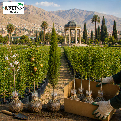 خرید نهال در شیراز؛راهنمای انتخاب بهترین نهال ها