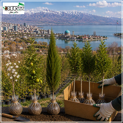 خرید نهال در ارومیه؛راهنمای انتخاب و خرید بهترین نهال