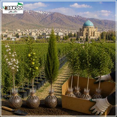 خرید نهال در زنجان؛راهنمای جامع برای بهترین نهال