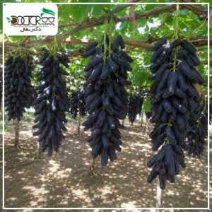 درخت انگور شمشیری