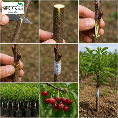 آموزش جدیدترین روش پیوند نهال آلبالو+(بهترین ارقام پایه)