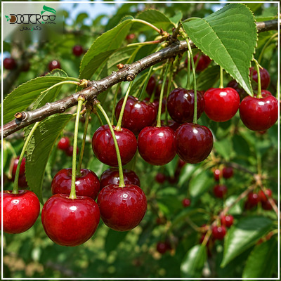 کاشت بهترین نهال آلبالو سردسیری