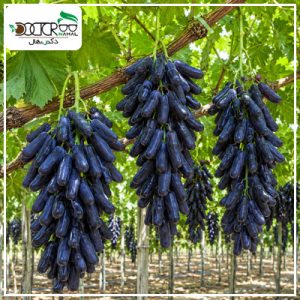 نهال انگور سویت شاپر