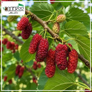 درخت توت قرمز