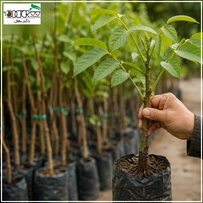 قیمت نهال گردو اسرائیلی کرج