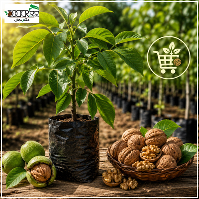 راهنمای خرید اینترنتی نهال گردو در تابستان ۱۴۰۰