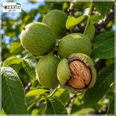 بهترین نهال گردو برای کاشت {بهترین نژاد درخت گردو}