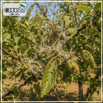 آفت پروانه زنبور چیست؟(علائم + پیشگیری تا درمان)